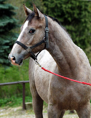 Hengstfohlen von Leonidas - Encrico Caruso (1 Jahr alt) - Trakehner Gestt Hmelschenburg Beate Langels