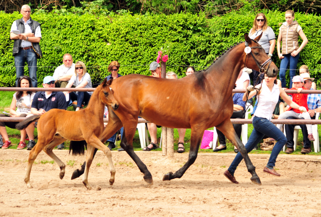 Hengstfohlen von High Motion u.d. Pr.u.StPrSt. Konora v. Hofrat - Foto: Beate Langels