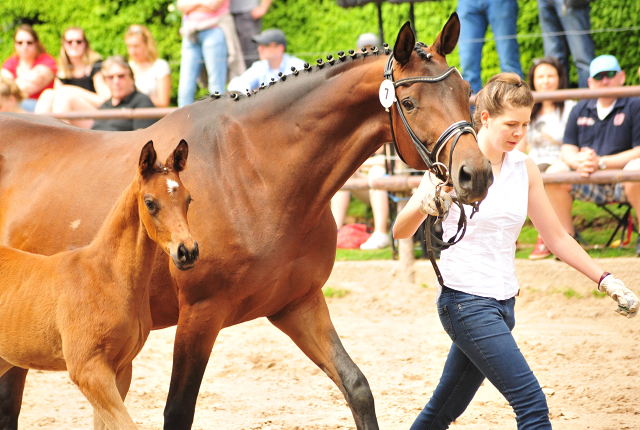 Hengstfohlen von High Motion u.d. Pr.u.StPrSt. Konora v. Hofrat - Foto: Beate Langels