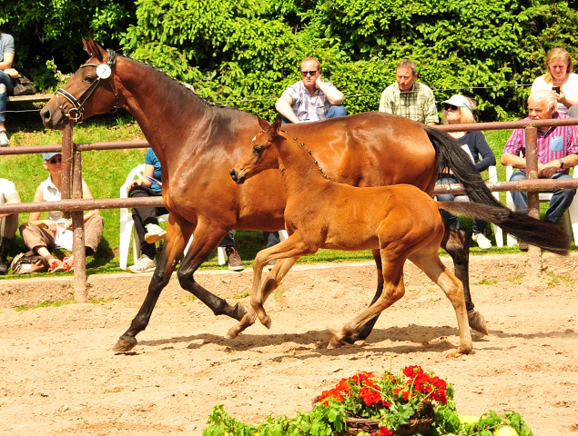 Hengstfohlen von High Motion u.d. Pr.u.StPrSt. Konora v. Hofrat - Foto: Beate Langels