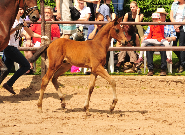 Hengstfohlen von High Motion u.d. Pr.u.StPrSt. Konora v. Hofrat - Foto: Beate Langels