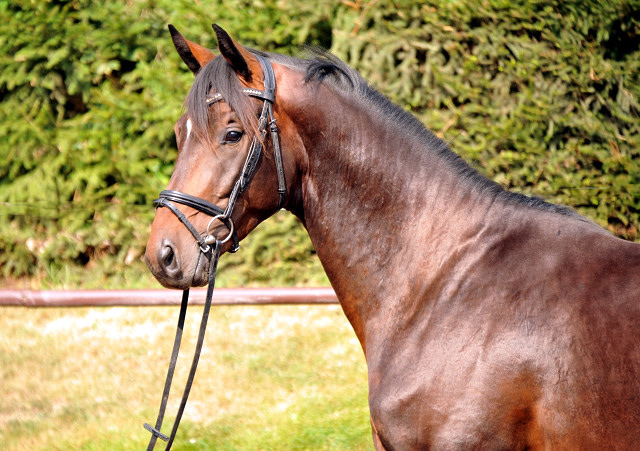 Hengst von Summertime u.d. Elitestute Schwalbenspiel v. Exclusiv - Gestt Hmelschenburg Mitte August 2014, Foto: Beate Langels, 
Trakehner Gestt Hmelschenburg - Beate Langels