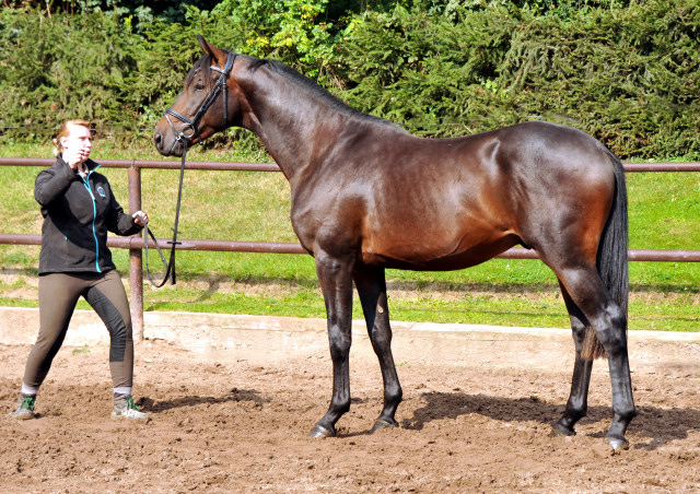 Hengst von Summertime u.d. Elitestute Schwalbenspiel v. Exclusiv - Gestt Hmelschenburg Mitte August 2014, Foto: Beate Langels, 
Trakehner Gestt Hmelschenburg - Beate Langels