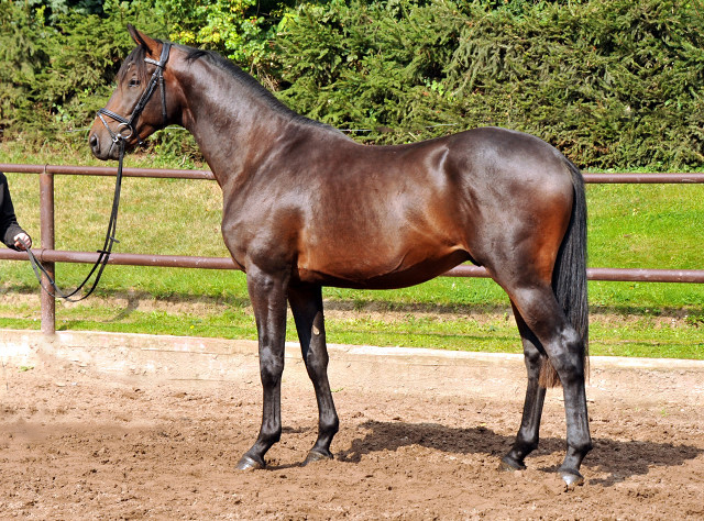 Hengst von Summertime u.d. Elitestute Schwalbenspiel v. Exclusiv - Gestüt Hämelschenburg Mitte August 2014, Foto: Beate Langels,
Trakehner Gestüt Hämelschenburg - Beate Langels