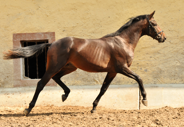 Hengst von Summertime u.d. Elitestute Schwalbenspiel v. Exclusiv - Gestt Hmelschenburg Mitte August 2014, Foto: Beate Langels, 
Trakehner Gestt Hmelschenburg - Beate Langels