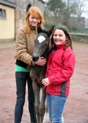 Das erste Fotoshooting - im zarten Alter von 14 Stunden: Trakehner Hengstfohlen von Saint Cyr u.d. Greta Garbo v. Alter Fritz, Gestt Hmelschenburg - Beate Langels