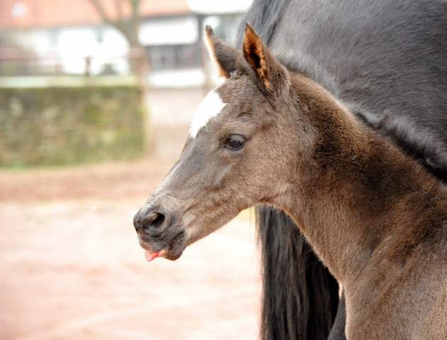 Das erste Fotoshooting - im zarten Alter von 14 Stunden: Trakehner Hengstfohlen von Saint Cyr u.d. Greta Garbo v. Alter Fritz, Gestt Hmelschenburg - Beate Langels