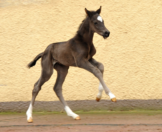 Das erste Fotoshooting - im zarten Alter von 14 Stunden: Trakehner Hengstfohlen von Saint Cyr u.d. Greta Garbo v. Alter Fritz, Gestt Hmelschenburg - Beate Langels