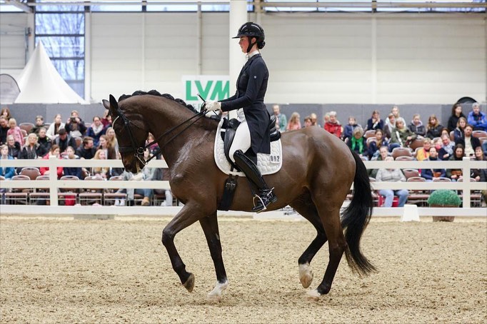 Seal von Gribaldi u.d. ESt. Schwalbenspiel v. Exclusiv und Lune Karolin Mller - Foto: Stefan Bischoff - Trakehner Gestt Hmelschenburg