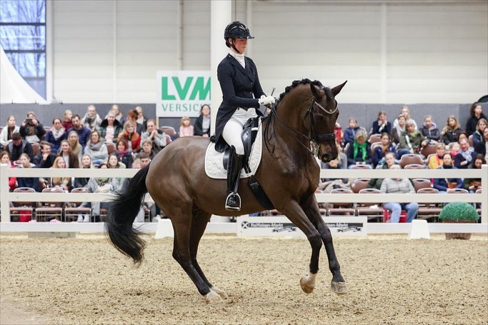 Seal von Gribaldi u.d. ESt. Schwalbenspiel v. Exclusiv und Lune Karolin Mller - Foto: Stefan Bischoff - Trakehner Gestt Hmelschenburg