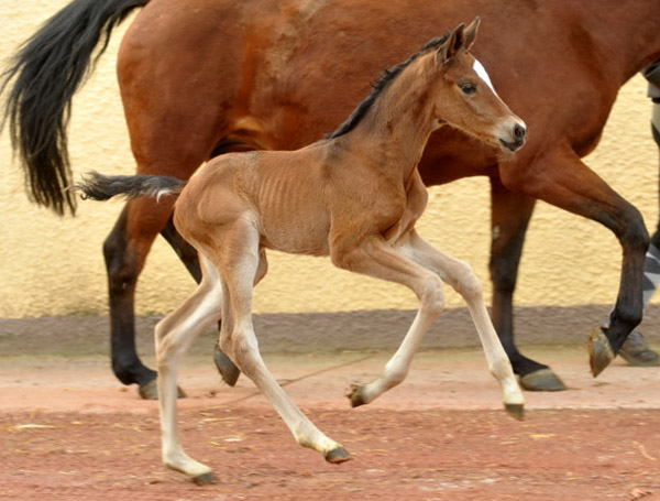 40 Stunden alt: Trakehner Stutfohlen von Saint Cyr u.d. Prmien- und Staatsprmienstute Karena v. Freudenfest - Foto: Beate Langels, Trakehner Gestt Hmelschenburg