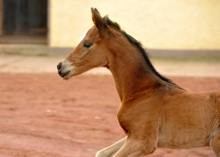 40 Stunden alt: Trakehner Stutfohlen von Saint Cyr u.d. Prmien- und Staatsprmienstute Karena v. Freudenfest - Foto: Beate Langels, Trakehner Gestt Hmelschenburg