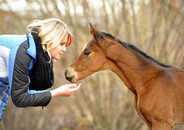 40 Stunden alt: Trakehner Stutfohlen von Saint Cyr u.d. Prmien- und Staatsprmienstute Karena v. Freudenfest - Foto: Beate Langels, Trakehner Gestt Hmelschenburg