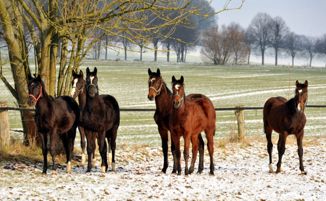 Unsere Jhrlingshengste - Trakehner Gestt Hmelschenburg - Foto: Beate Langels