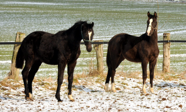 Jhrlingshengste von Ruffian Reef xx x Key West und Greenwich Park von Saint Cyr x Alter Fritz - Trakehner Gestt Hmelschenburg - Foto: Beate Langels