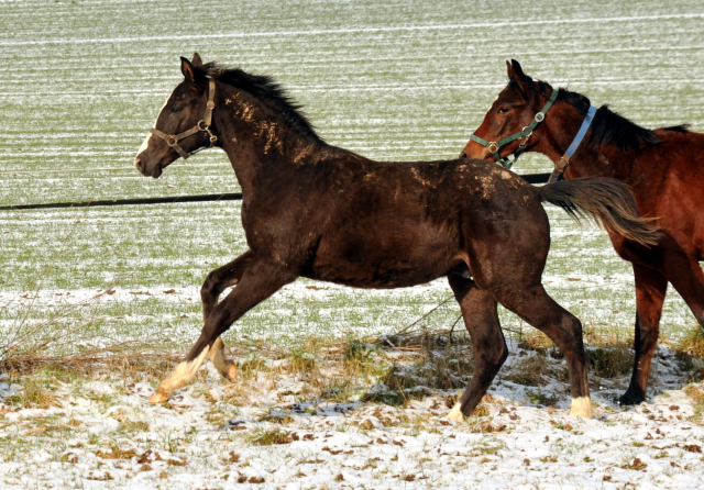 Unsere Jhrlingshengste - Trakehner Gestt Hmelschenburg - Foto: Beate Langels