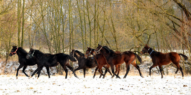 Unsere Jhrlingshengste - Trakehner Gestt Hmelschenburg - Foto: Beate Langels