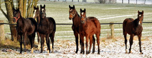 Februar Impressionen 2013 - Foto Beate Langels - Trakehner Gestt Hmelschenburg