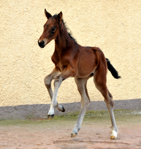 Trakehner Stutfohlen von Oliver Twist u.d. Elitestute Vicenza v. Showmaster - Foto: Beate Langels, Trakehner Gestt Hmelschenburg