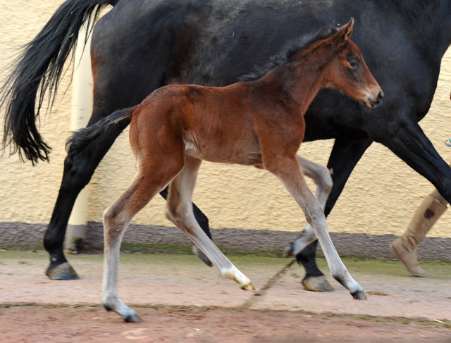 Trakehner Stutfohlen von Oliver Twist u.d. Elitestute Vicenza v. Showmaster - Foto: Beate Langels, Trakehner Gestt Hmelschenburg