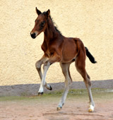 Gestt Hmelschenburg - Beate Langels