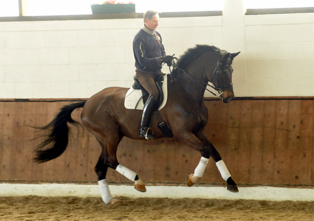 Seal - Trakehner von Gribaldi u.d. Pr.St. Schwalbenspiel v. Exclusiv, Trakehner Gestt Hmelschenburg