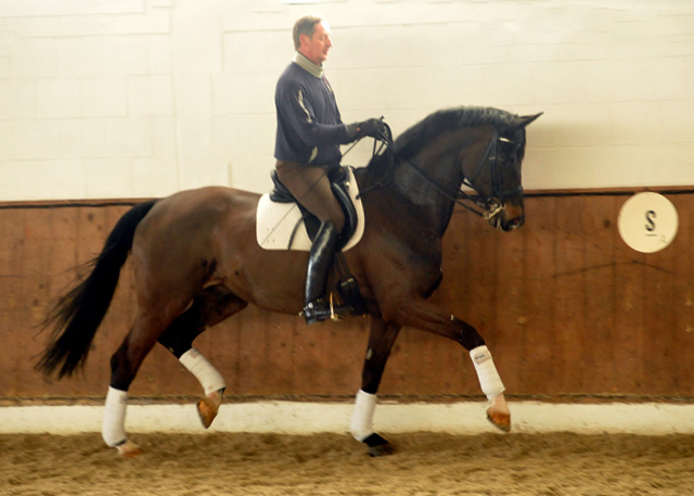 Seal - Trakehner von Gribaldi u.d. Pr.St. Schwalbenspiel v. Exclusiv, Trakehner Gestt Hmelschenburg