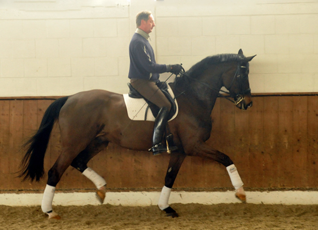 Seal - Trakehner von Gribaldi u.d. Pr.St. Schwalbenspiel v. Exclusiv, Trakehner Gestt Hmelschenburg