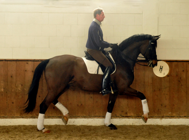 Seal - Trakehner von Gribaldi u.d. Pr.St. Schwalbenspiel v. Exclusiv, Trakehner Gestt Hmelschenburg