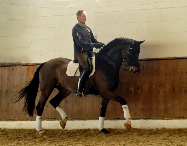 Seal - Trakehner von Gribaldi u.d. Pr.St. Schwalbenspiel v. Exclusiv, Trakehner Gestt Hmelschenburg