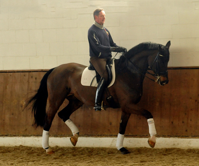 Seal - Trakehner von Gribaldi u.d. Pr.St. Schwalbenspiel v. Exclusiv, Trakehner Gestt Hmelschenburg