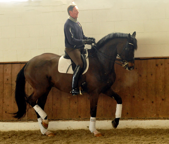 Seal - Trakehner von Gribaldi u.d. Pr.St. Schwalbenspiel v. Exclusiv, Trakehner Gestt Hmelschenburg