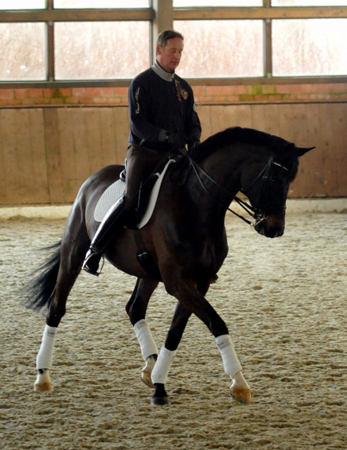 Seal - Trakehner von Gribaldi u.d. Pr.St. Schwalbenspiel v. Exclusiv, Trakehner Gestt Hmelschenburg