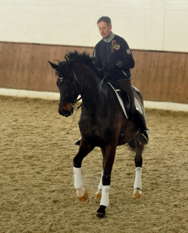 Seal - Trakehner von Gribaldi u.d. Pr.St. Schwalbenspiel v. Exclusiv, Trakehner Gestt Hmelschenburg