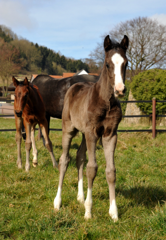 Hengstfohlen von De Niro u.d. Schwalbendiva von Totilas - Foto: Beate Langels - Trakehner Gestüt Hämelschenburg