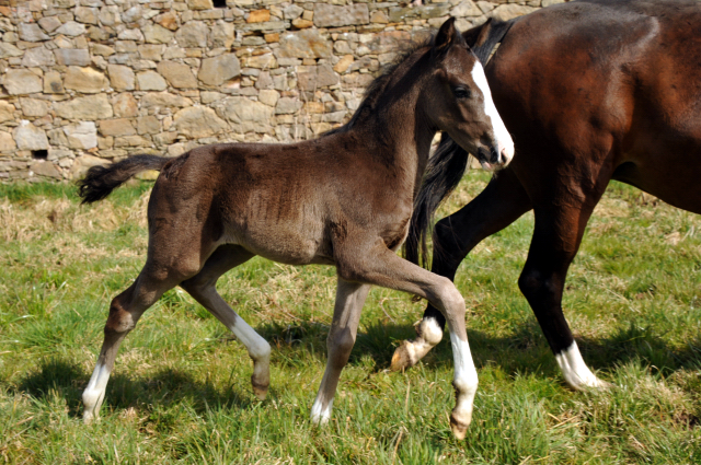 Hengstfohlen von De Niro u.d. Schwalbendiva von Totilas - Foto: Beate Langels - Trakehner Gestüt Hämelschenburg
