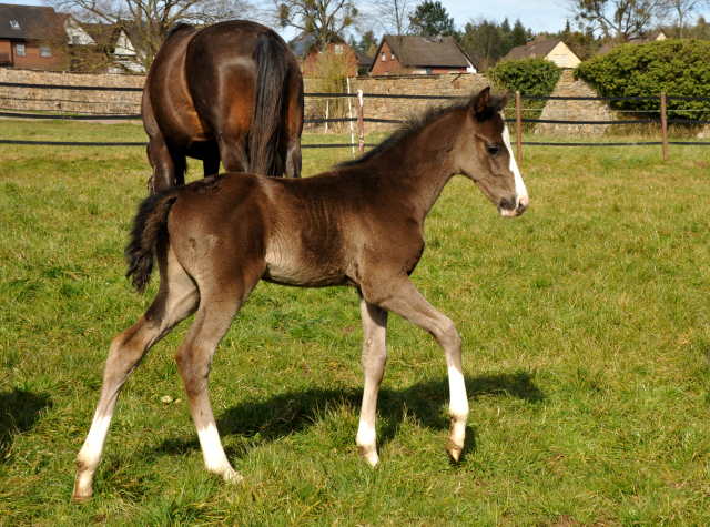 Hengstfohlen von De Niro u.d. Schwalbendiva von Totilas - Foto: Beate Langels - Trakehner Gestüt Hämelschenburg