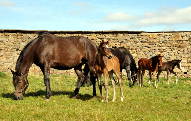 Hämelschenburger Stuten und Fohlen - Foto: Beate Langels - Trakehner Gestüt Hämelschenburg