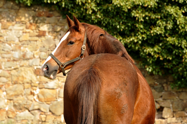 Klassic v. Freudenfest u.d. Kassuben v. Enrico Caruso