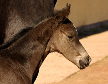 Stutfohlen von Saint Cyr u.d. Greta Garbo, Foto: Beate Langels - Gestüt Hämelschenburg