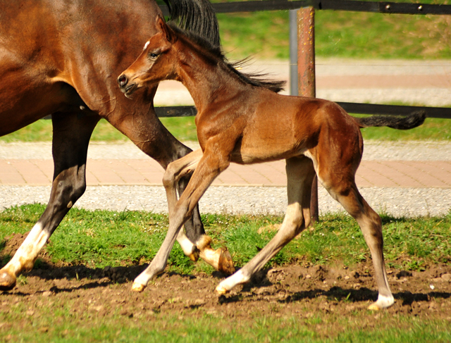 Schwalbendiva mit ihrer 1,5 Tage alten Tochter von Sir Donnerhall im Trakehner Gestt Hmelschenburg - Foto: Beate Langels