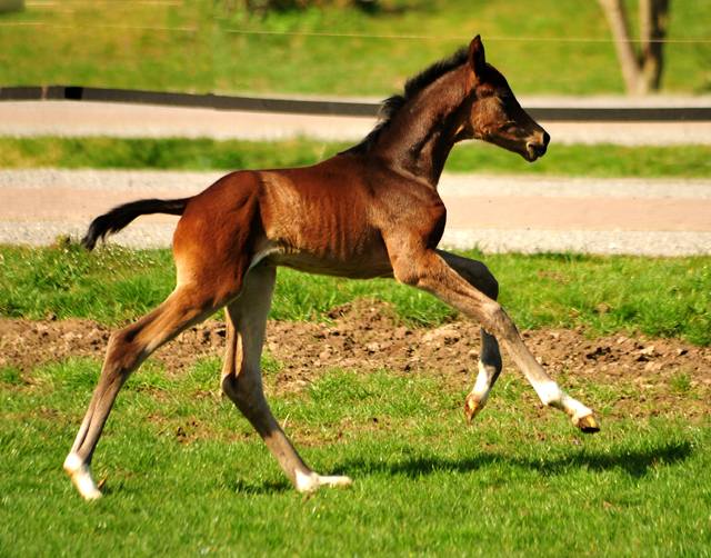 Schwalbendiva mit ihrer 1,5 Tage alten Tochter von Sir Donnerhall im Trakehner Gestt Hmelschenburg - Foto: Beate Langels