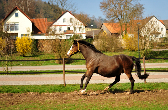 Tavolara von Exclusiv - Trakehner Gestt Hmelschenburg - Foto: Beate Langels