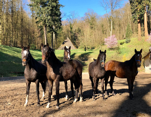 Schwalbendiva und ihre Tochter von Sir Donnerhall I
 Trakehner Gestt Hmelschenburg - Beate Langels