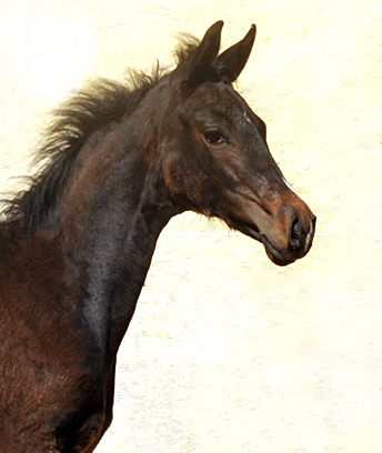 Stutfohlen Schwalbensage von Grand Corazon u.d. Schwalbenfeder v. Summertime - Trakehner Gestt Hmelschenburg