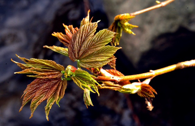 Frhlingserwachen 2015 - Foto Beate Langels - Gestt Hmelschenburg