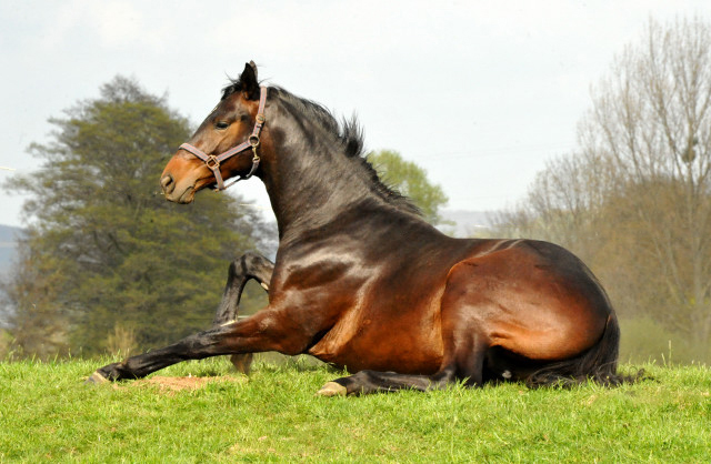 Under Fire von Saint Cyr geniet den ersten Tag der Weidesaison 2015 - Foto Beate Langels - Gestt Hmelschenburg