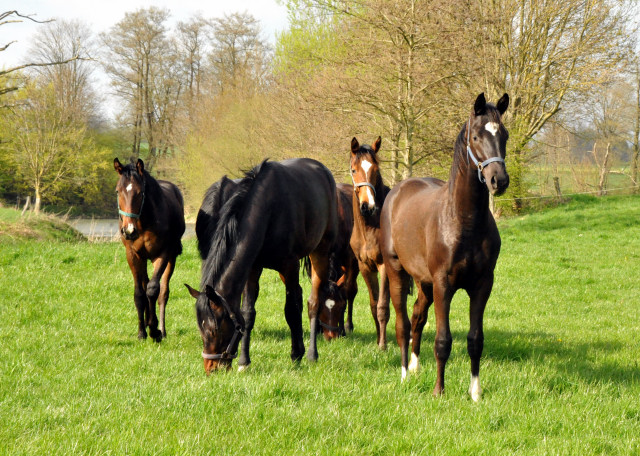 Die Ein- u. Zweijhrigen Hengste genieen den ersten Tag der Weidesaison 2015 - Foto Beate Langels - Gestt Hmelschenburg