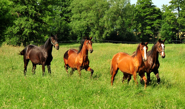 Unsere Jhrlingshengste von Saint Cyr und High Motion in den Emmerwiesen - Foto: Beate Langels - Trakehner Gestt Hmelschenburg