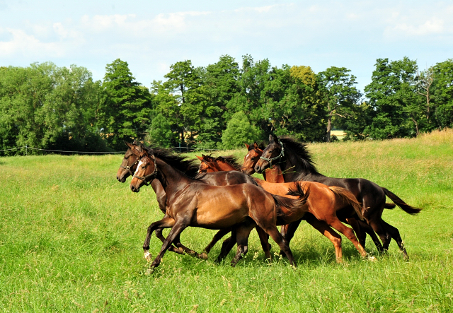 Unsere Jhrlingshengste von Saint Cyr und High Motion in den Emmerwiesen - Foto: Beate Langels - Trakehner Gestt Hmelschenburg